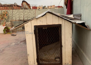 Niche de chien 