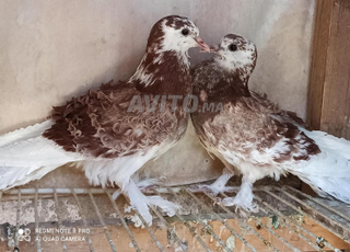 pigeon frisé hangrois