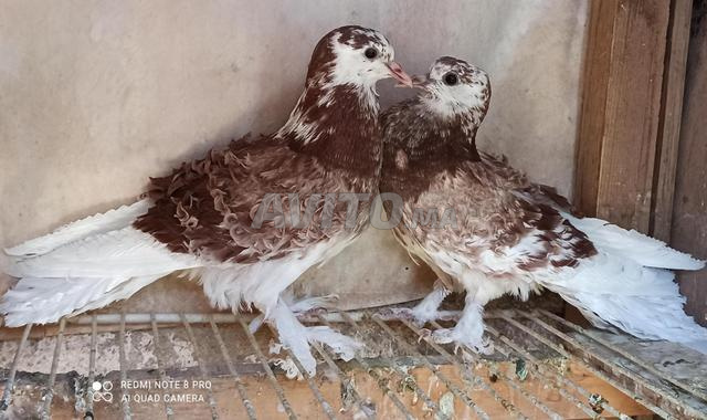 pigeon frisé hangrois