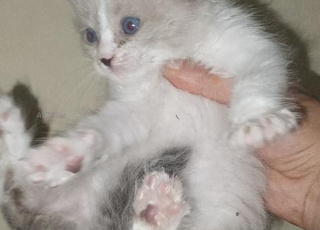 chat siamois sacripirmani 