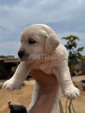 LABRADOR RETRIEVER RACE PURE