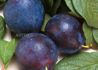 Fruits de pruniers à vendre (en tonnes)