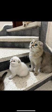 chat scotish