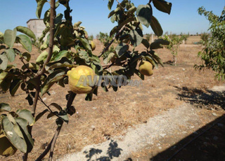 TERRAIN A VENDRE AVEC AISON SEMI FINIE