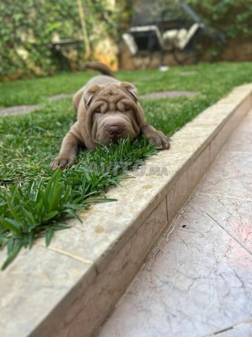 sharpei pure race 