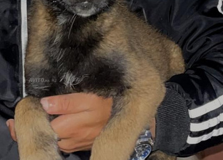 Mâle malinois charbonné 