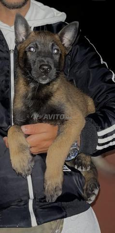 Mâle malinois charbonné 