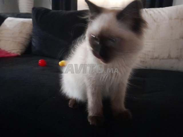 Donne chaton siamois