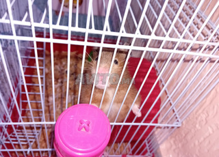 hamster et son cage