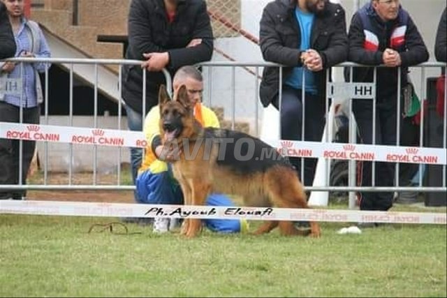 des chiots berger allemand pedigree à vendre 