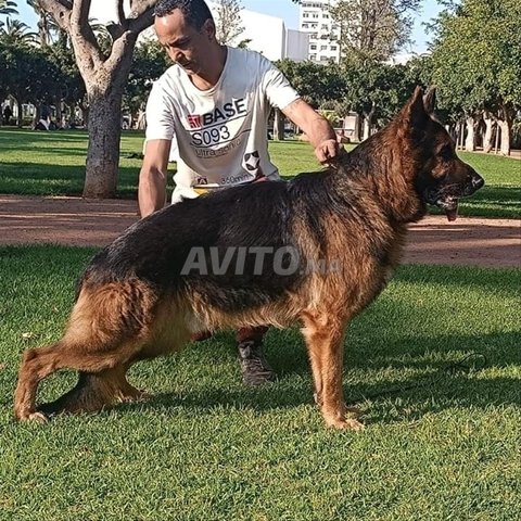des chiots berger allemand pedigree à vendre 