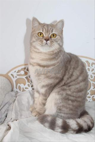 femelle british shorthair
