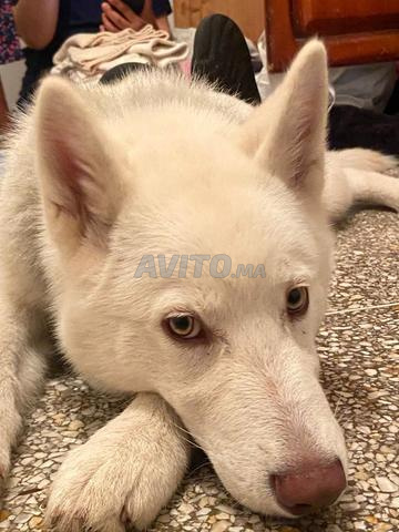 rabat/sale/Casablanca  - 2