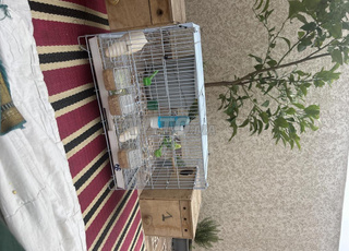 tres beau couple peruche pure race nature 