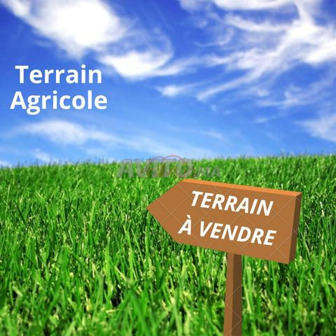 Vente Terrain agricole de 245000 m2 à Marrakech