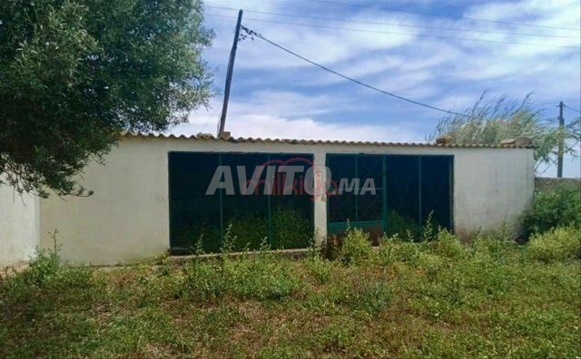 Vente Ferme de 16473 m2 à Safi - 2