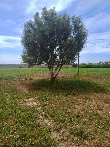 Vente Terrain nu de 6896 m2 à Safi