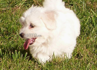 Bichon maltais de 7 mois