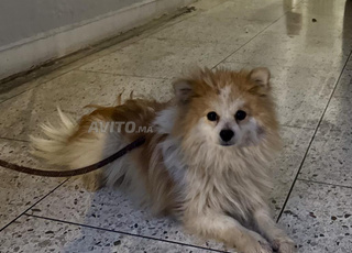 Chien Spitzz