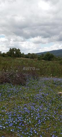 تمن 1500 درهم متر مربع 6200 متر فيها - 2