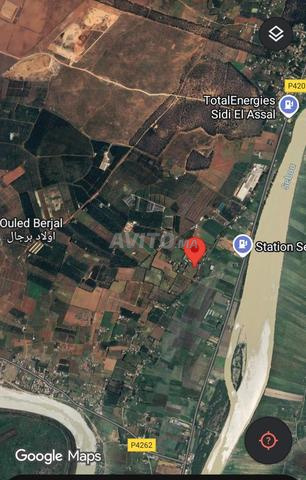 أرض محفظة 1.5 هكتار بأولاد برجال - 2