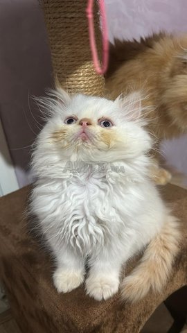 Des chatons persan adorable 