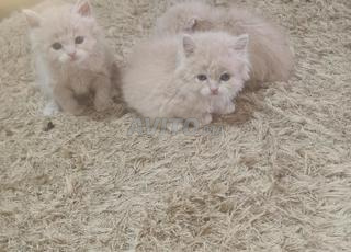 قطط من نوع شنشيلا 