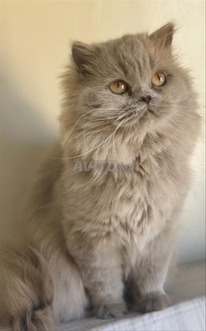 chat persan