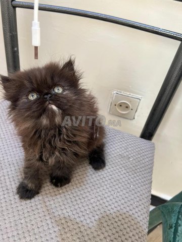chat persan femelle 