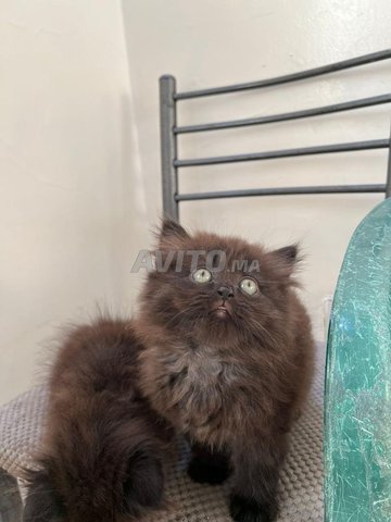 chat persan noir
