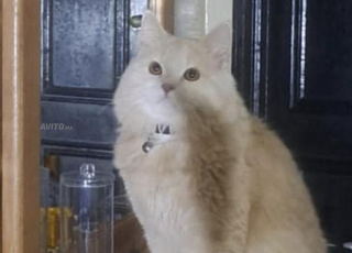 chat avec équipement