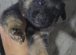 male et femelle berger allemand