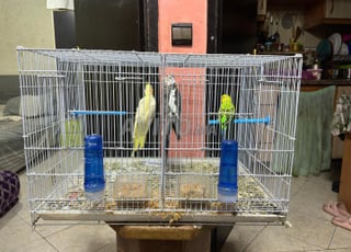 2 calopsites plus un perruche 