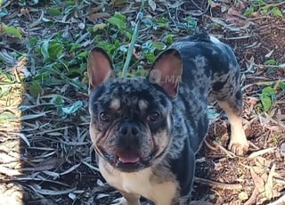 Bulldog français exotique 