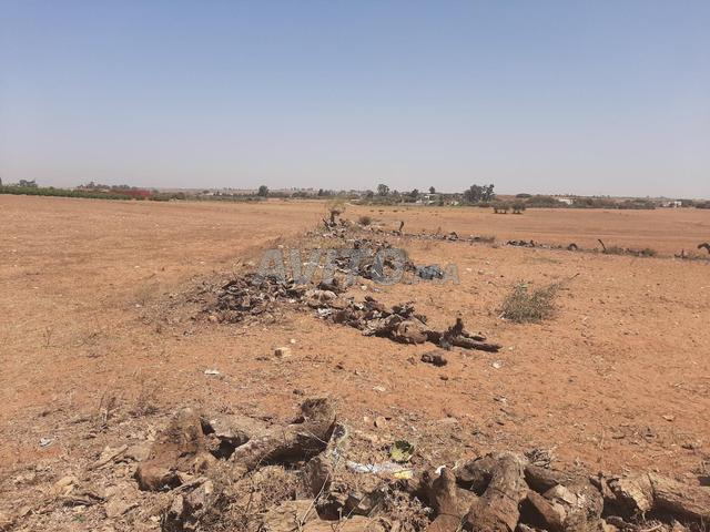 Tiran a vendre ou à loué a azmour  - 2