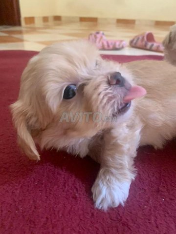 chiens caniche 