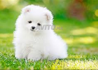 spitz nain chien