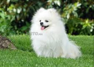 spitz nain chien