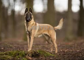 malinois charbonner chien