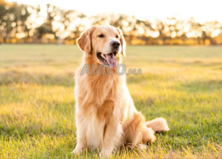 golden retriever chien 