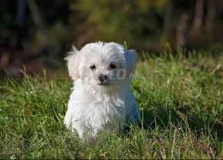 bichon maltais chiot 
