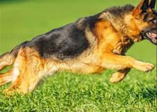berger allemand chien