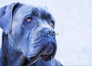 canecorso chien