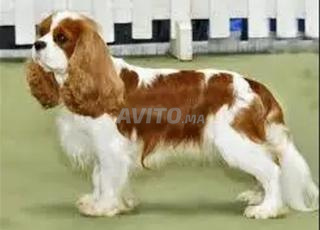 cavalier King Charles pure race chien