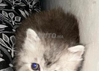 chat persan chinchilla