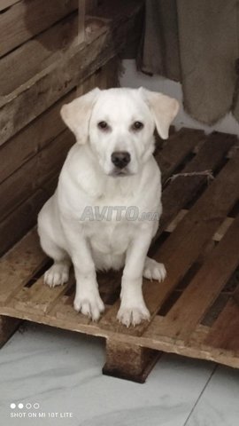labrador femelle 