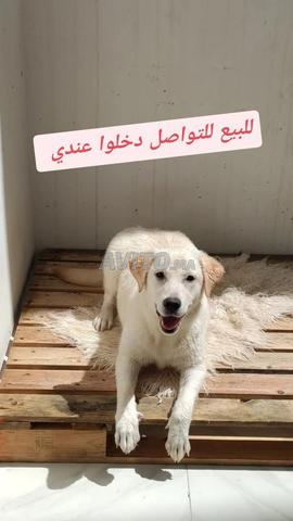 labrador femelle  - 2