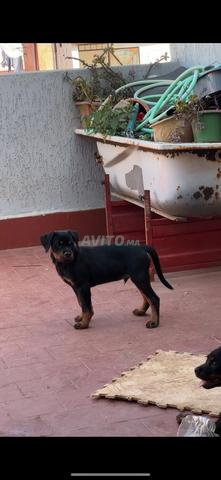 chiots Rottweiler pure race les parents pédigrées - 2