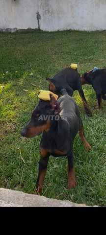 chiot doberman femelle pedigree