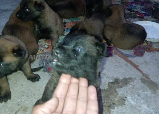 صغار المالينوا شاربوني